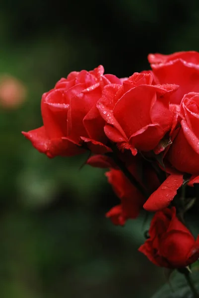 Krzew Rodzaju Rosa — Zdjęcie stockowe