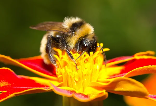 Hummel Sammelt Nektar Aus Blüte — Stockfoto