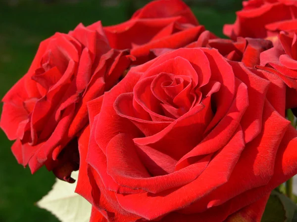 Цветет Роза — стоковое фото