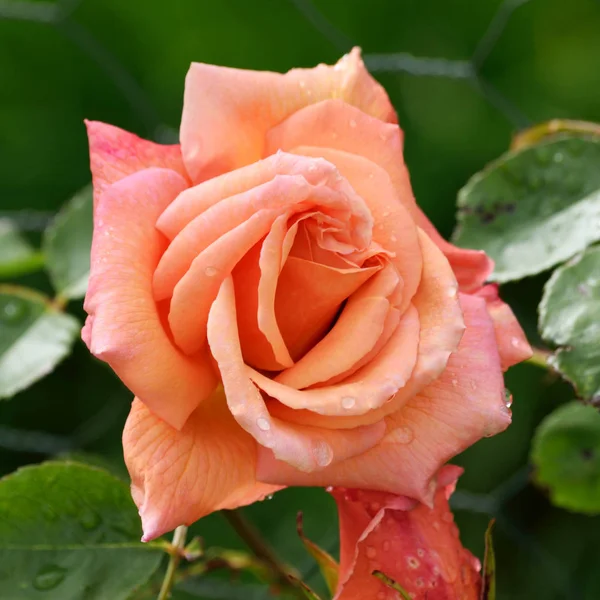 Una Rosa Rosada Encantadora — Foto de Stock