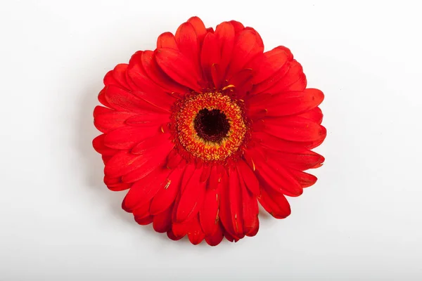 Closeup Červený Květ — Stock fotografie