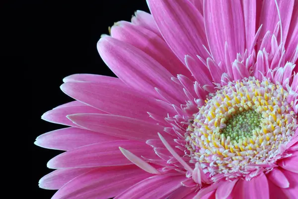 Foto Close Rosa Daisy Gerbera — Fotografia de Stock