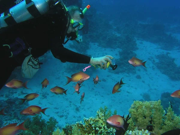 Subacquei Sulla Barriera Corallina Nel Mare Rosso — Foto Stock