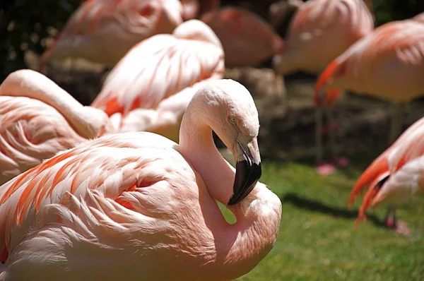 Denver Hayvanat Bahçesi Nde Pembe Flamingo Sürüsü Durup Dinlensin — Stok fotoğraf