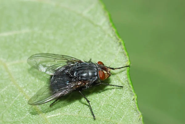 Gros Plan Une Mouche Bleue Reposant Sur Une Feuille Kiwi — Photo