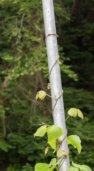Kudzu vine ivy grouth in southern usa Georgia