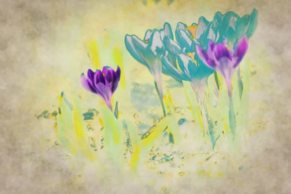 Abstracte Vintage Crocus Bloemen Samenstelling — Stockfoto