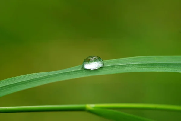 Gota Orvalho Uma Lâmina Grama — Fotografia de Stock