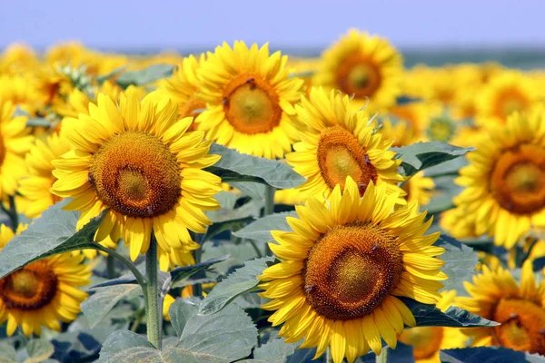 Een Veld Van Zonnebloemen — Stockfoto