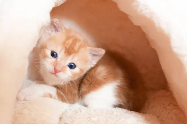 Wide Eyed Cute Kitten Hiding Cozy Basket — 스톡 사진