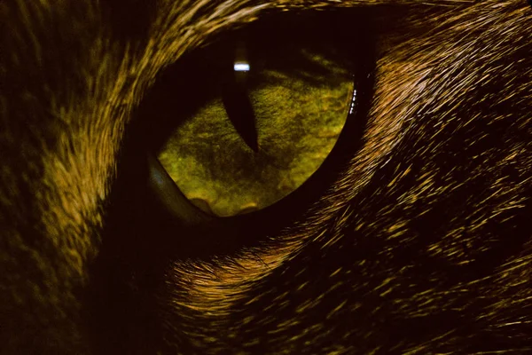 Cat Eye 013 Close Green Cat Eye — Stock Photo, Image