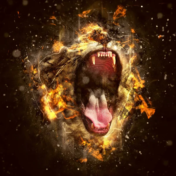 世界の最も危険な動物 百獣の王ライオン — ストック写真