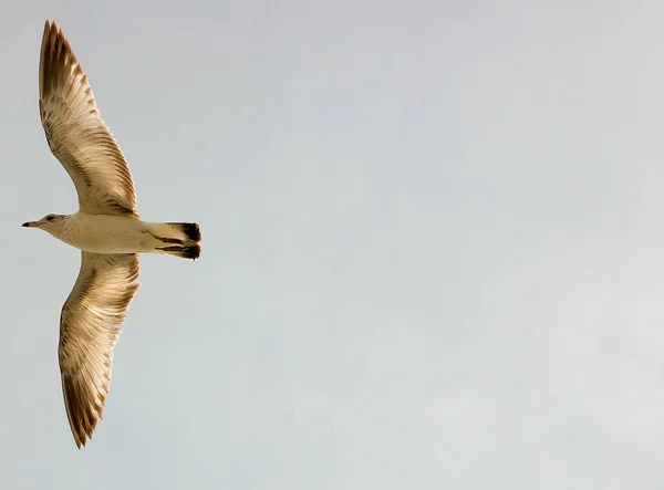 Primer Plano Del Pájaro Enfoque Selectivo — Foto de Stock