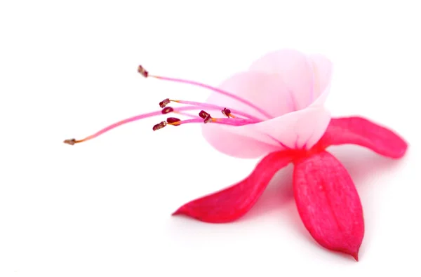 Beyaz Bir Arka Plan Üzerinde Izole Çiçeklenme Küpe Çiçeği Fuschia — Stok fotoğraf