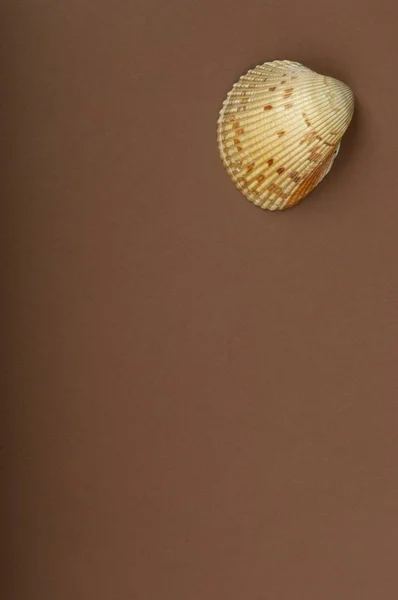 海壳的图像 — 图库照片