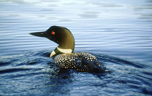 Egy Veszélyeztetett Common Loon Csendesen Úszik Nyugodt Vizén Esti Órákban — Stock Fotó