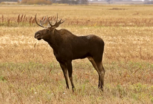 Young Bull Moose Standing Saskatchewan Field — 스톡 사진