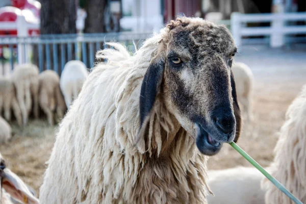 Yeşil Yiyen Koyun Gözlerini Kapatın — Stok fotoğraf