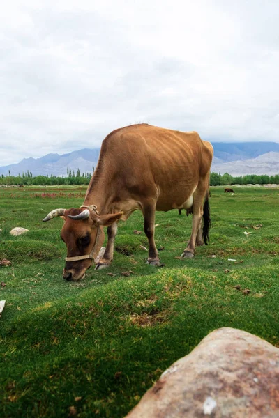 Cow Grazing Pasture Natural Landscape Shey Palace Located Leh Ladakh — Stock Photo, Image