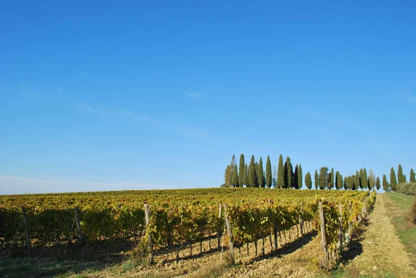 Topycal Tuscan Τοπίο Λόφους Αμπελώνες Και Κυπαρίσσια Κατά Διάρκεια Του — Φωτογραφία Αρχείου