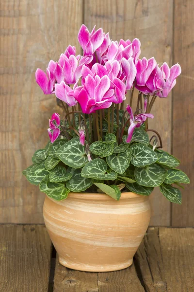 Siklamen Persicum Bir Çiçek Tencerede — Stok fotoğraf