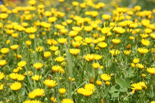 Yellow Flowers Wildflower Wild Springtime Season Meadow Plant Park Outdoor — Stock Photo, Image