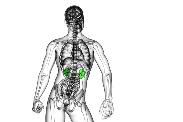 Render Ilustracja Medyczny Ludzkie Nerki Widok Przodu — Zdjęcie stockowe