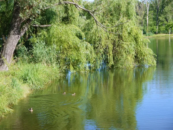 Lago Parque Naturaleza Verde Aves Duks — Foto de Stock