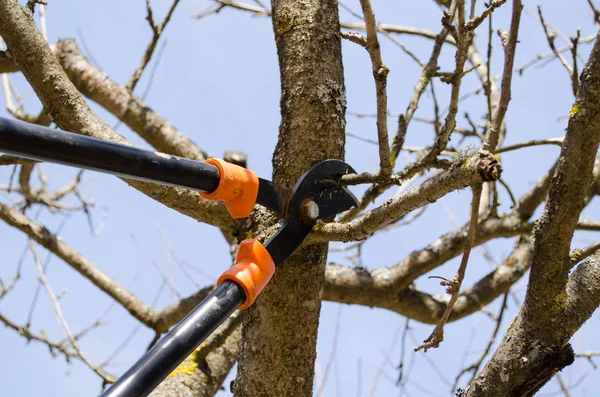 Frutta Albero Tagliare Assetto Prugna Secca Con Due Forbici Manico — Foto Stock