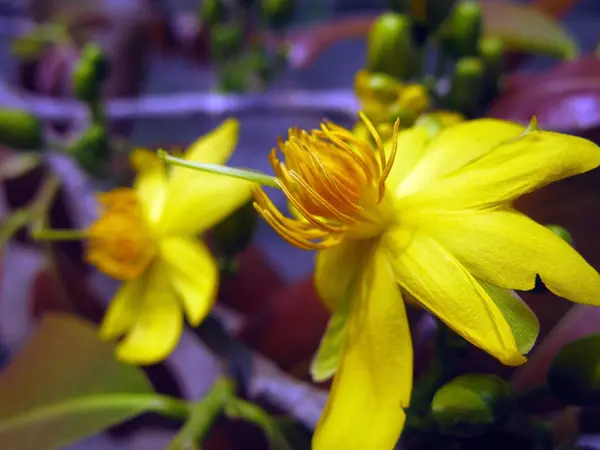 独立的拍摄的黄色花朵盛开 — 图库照片