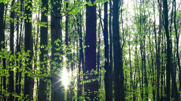 Landskap Ung Grå Skog Med Gröna Träd Naturserie — Stockfoto