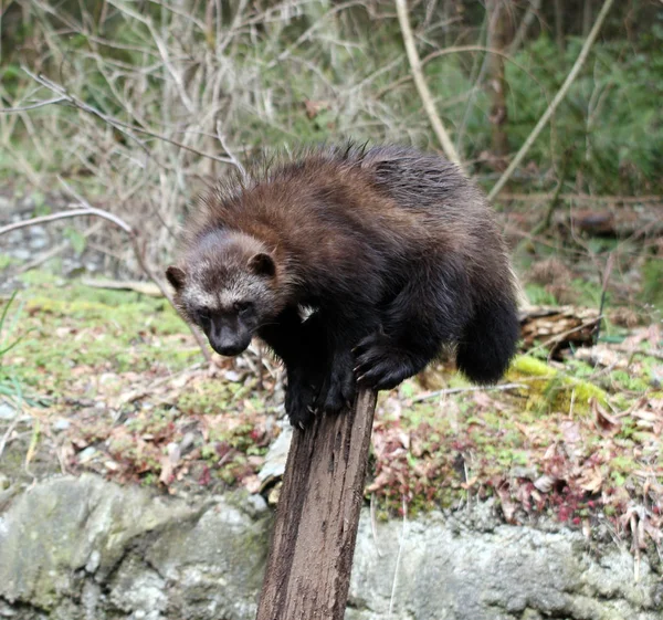Wolverine Foto Diambil Northwest Trek Wildlife Park — Stok Foto