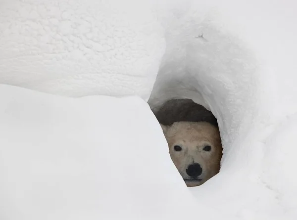 Polar Bear Looks Out Snow Den — Stock Photo, Image