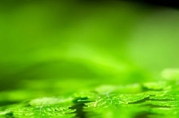 Detalj Gröna Fern Leaf Suddig Natur Bakgrund — Stockfoto