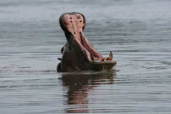 Dziki Hipopotam Afrykańskiej Rzeki Wody Hipopotam Nilowy Hippopotamus Amphibius — Zdjęcie stockowe