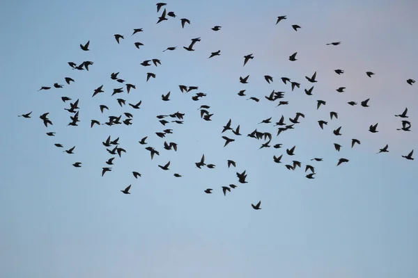 Doğal Ortamlarında Doğa Serisi Birçok Kuş — Stok fotoğraf