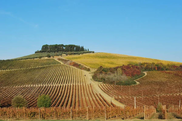Токійський Тосканський Пейзаж Пагорбами Виноградниками Кипарисами Восени — стокове фото