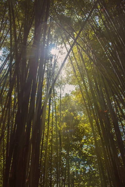 Bambuskog Med Ljus Från Solen — Stockfoto