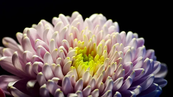 Close Uma Bela Flor Crisântemo — Fotografia de Stock