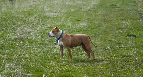 필드에 Amstaff — 스톡 사진