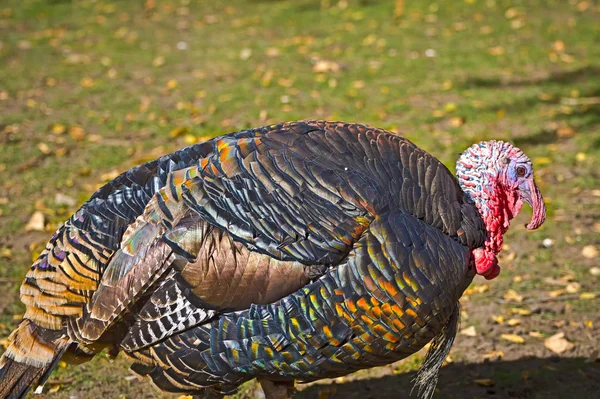 Turquía Observa Cerca Suelo Mientras Busca Alimento — Foto de Stock