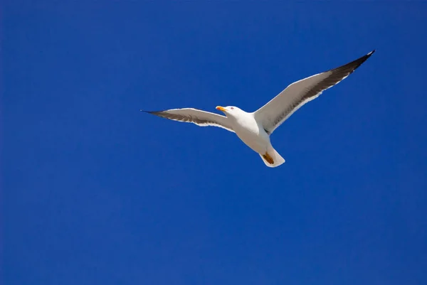 Een Zeemeeuw Vliegen Voor Een Blauwe Hemel — Stockfoto