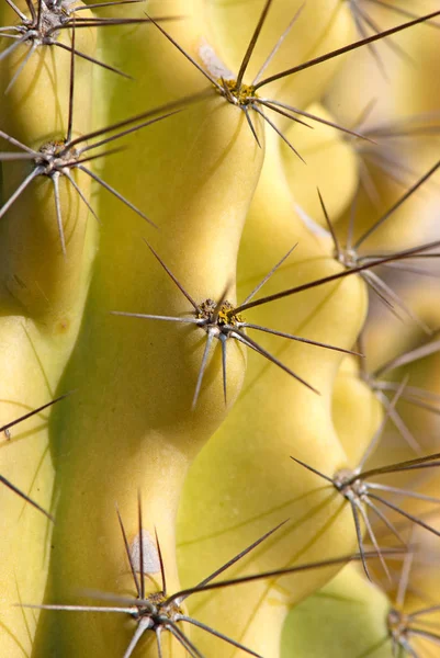 Detalj Taggig Gul Kaktus — Stockfoto