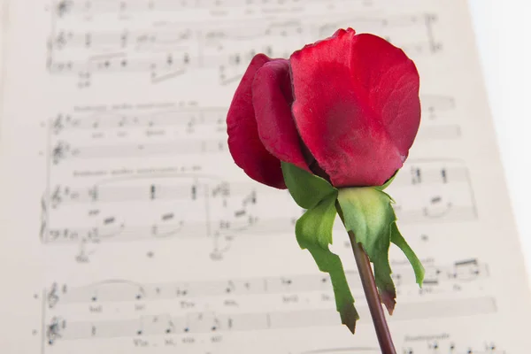 Pages Partition Musicale Avec Une Rose Rouge — Photo