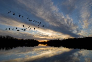 Geese landing on the bay at sunset. clipart