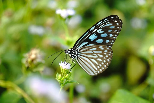 花に青いガラス虎蝶 Ideopsis Simillis Persimillis ムーア — ストック写真