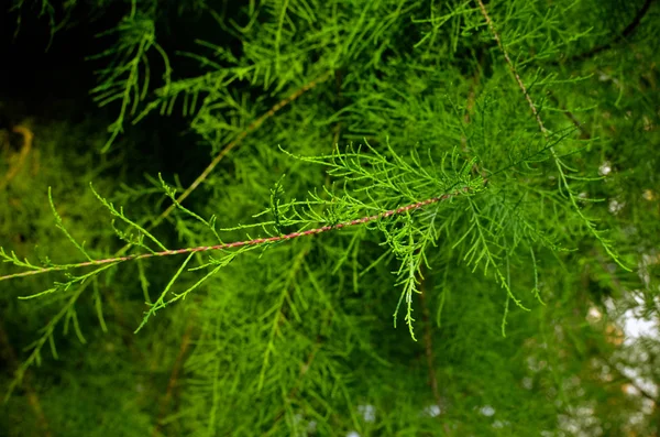 Tamarix Ramos Fundo Verde Sem Flor — Fotografia de Stock