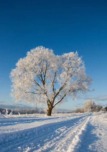 Мороз Покритий Деревом Взимку Природним Блакитним Небом — стокове фото
