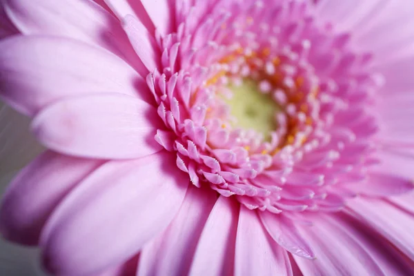 Bela Flor Puple Aberto Mostrando Detalhe Pétala — Fotografia de Stock