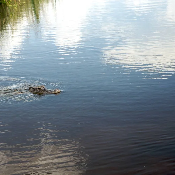 Everglade Scencis Florida Usa — Stockfoto